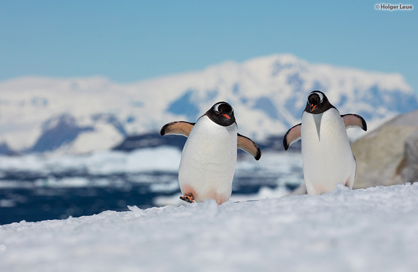 Antarctic_2022_0203_AbenteuerUndWildtiere